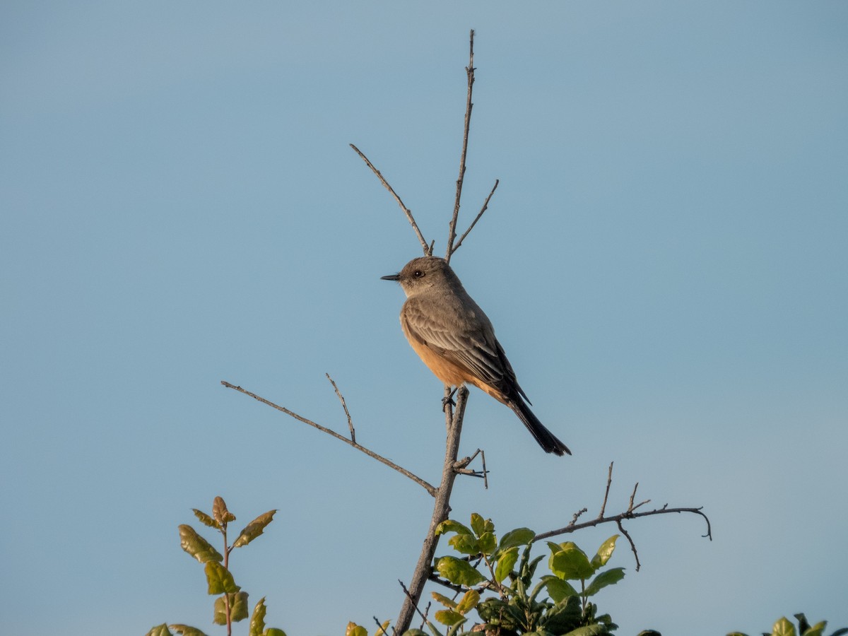 チャイロツキヒメハエトリ - ML646553297