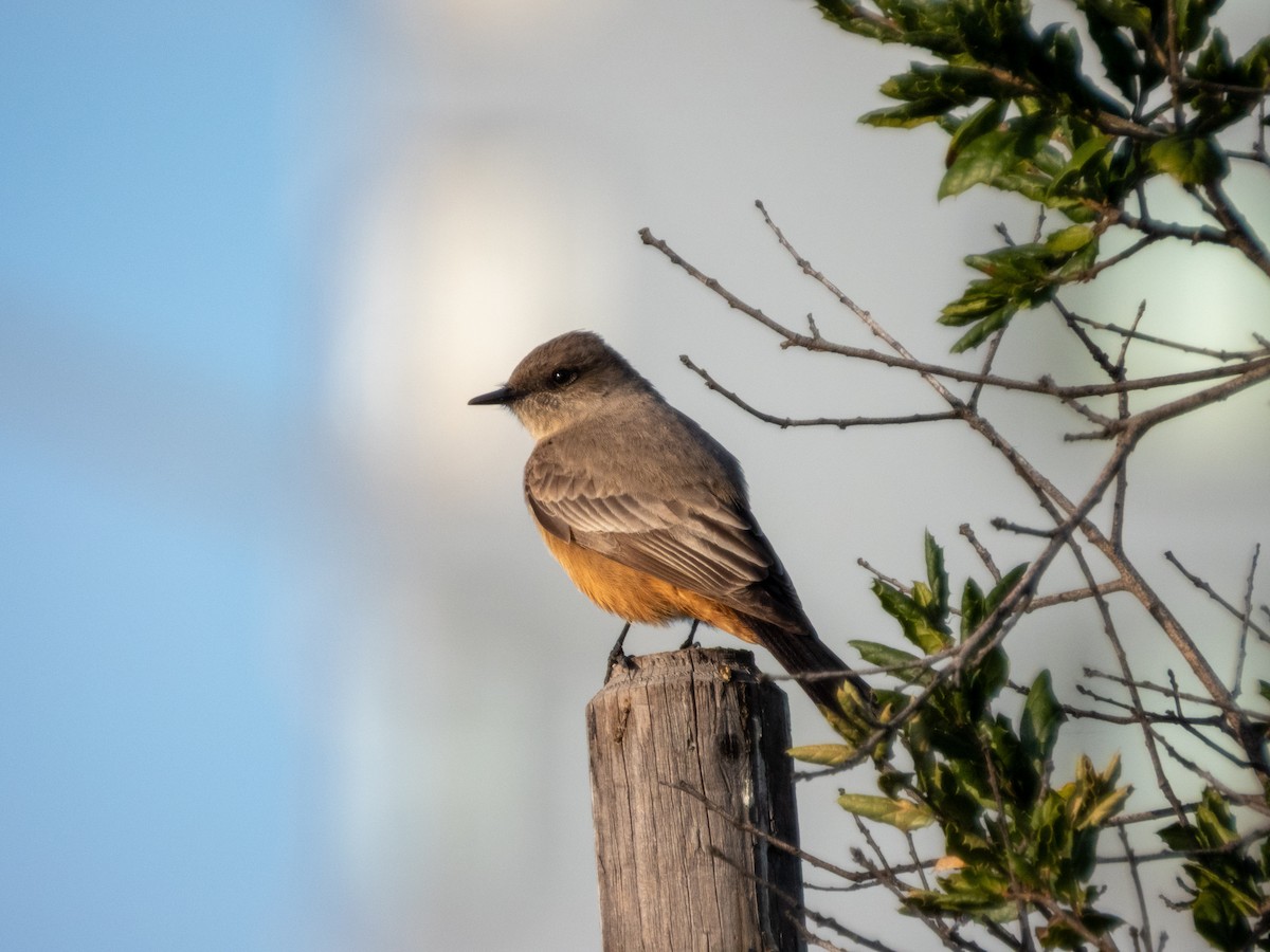 チャイロツキヒメハエトリ - ML646553298