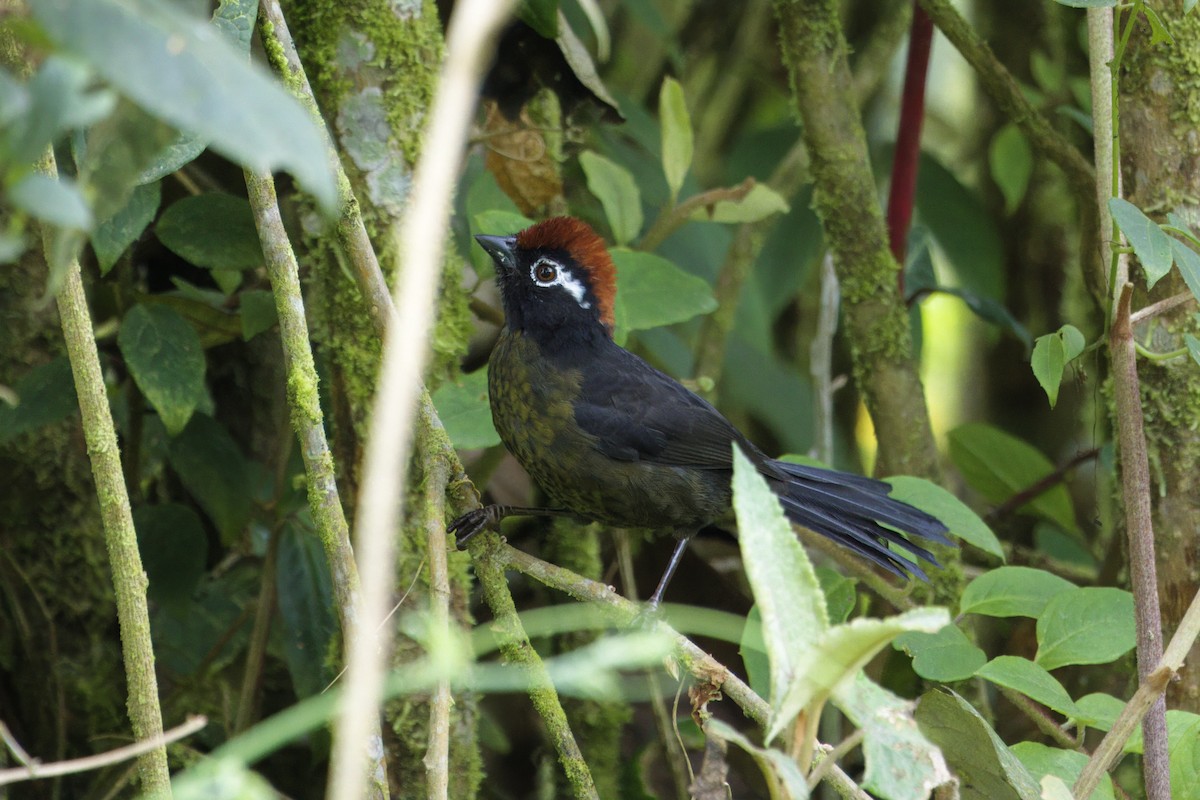 Ak Gözlüklü Çalı Serçesi - ML646553300