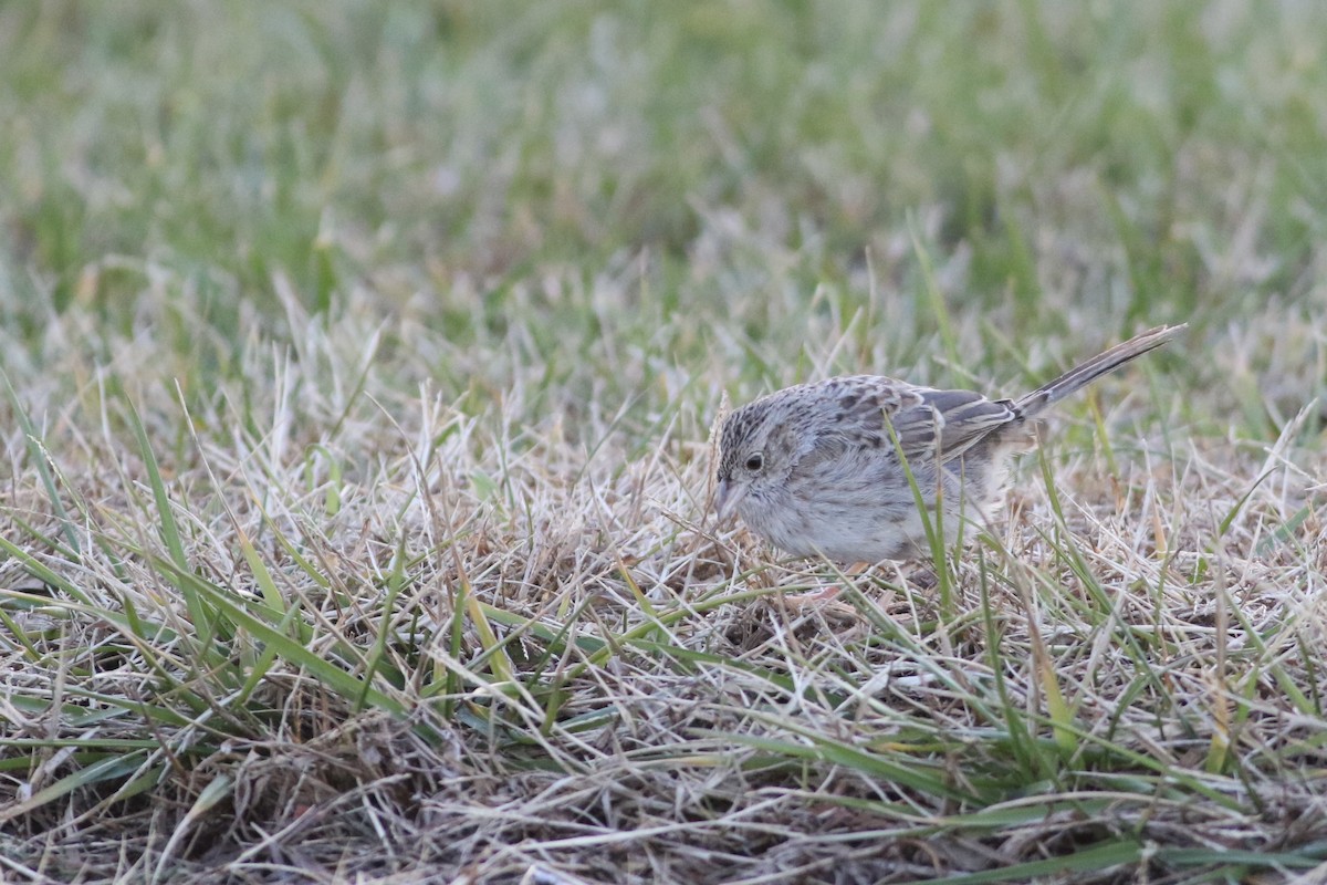 Cassin's Sparrow - ML646553301