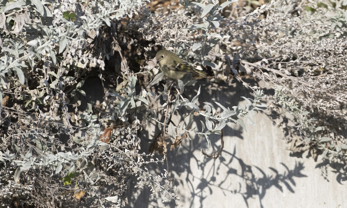 Ruby-crowned Kinglet - ML646553305