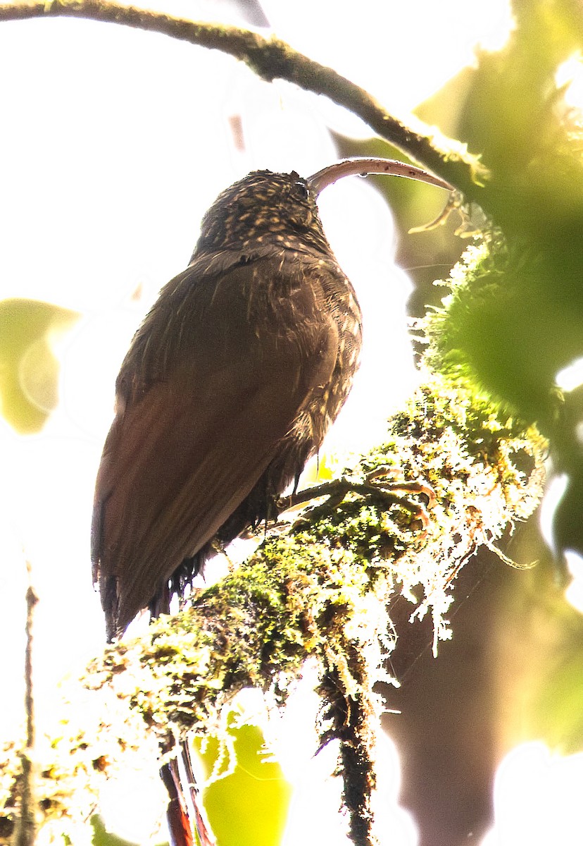 Brown-billed Scythebill - ML646553306