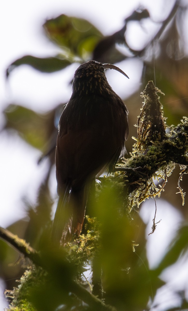 Brown-billed Scythebill - ML646553307