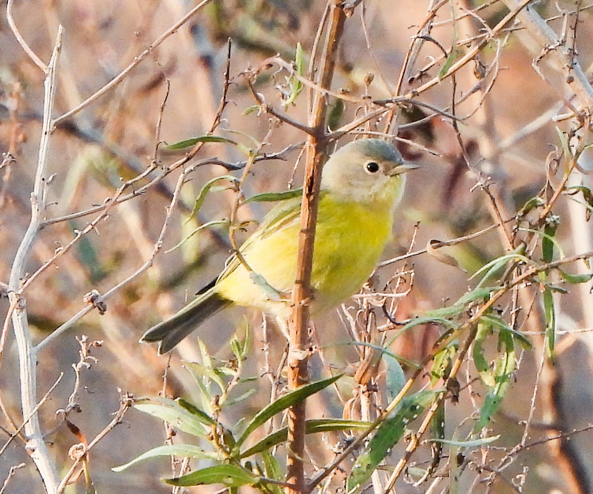 Nashville Warbler - ML646553310