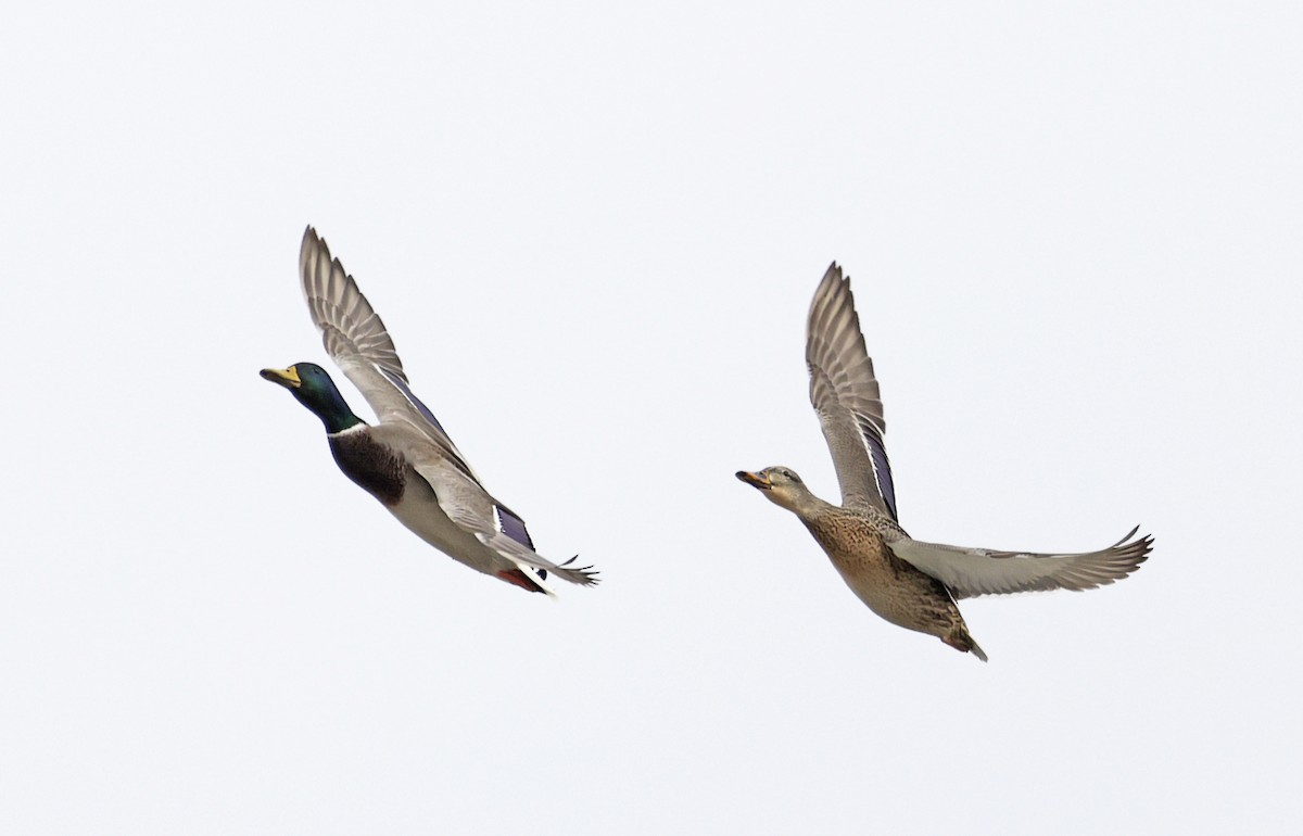 Mallard - ML646553311