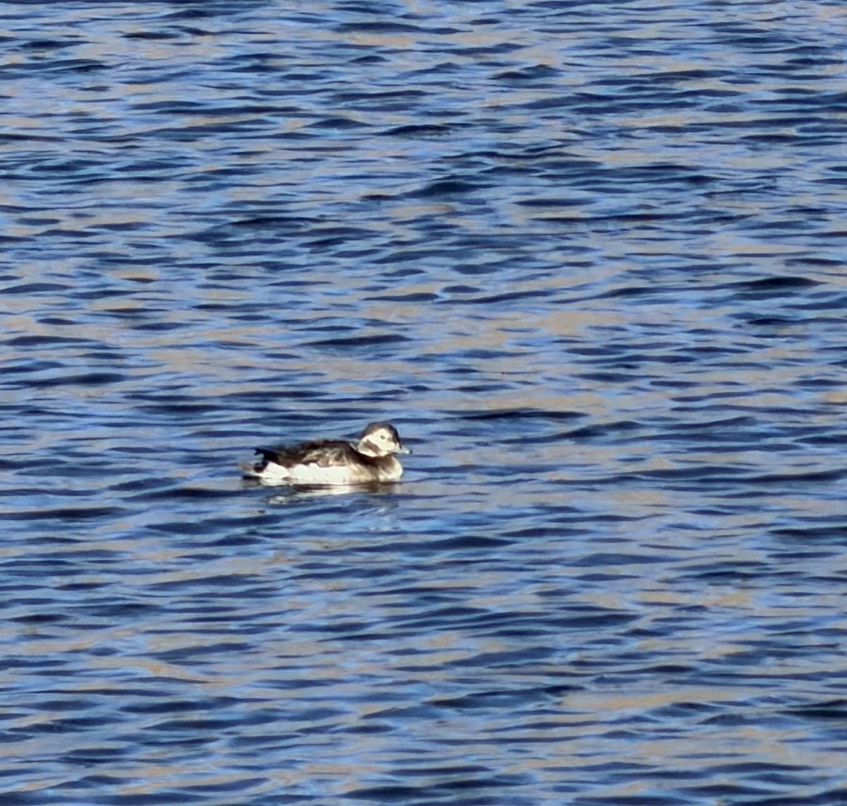Long-tailed Duck - ML646553313