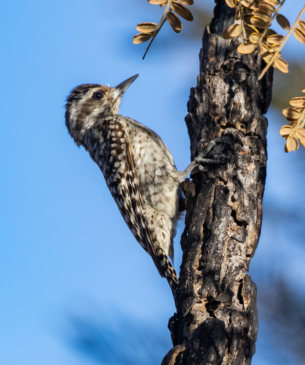 Полосатохвостый дятел - ML646553315