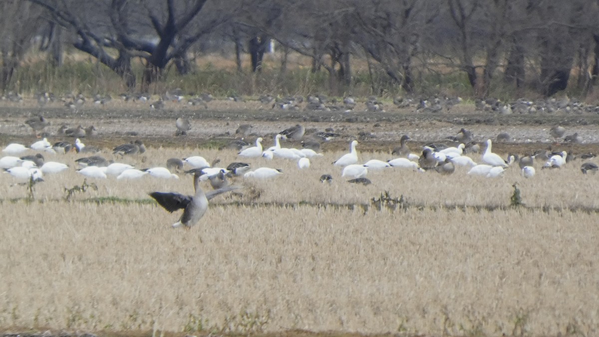 Taiga/Tundra Bean-Goose - ML646553320