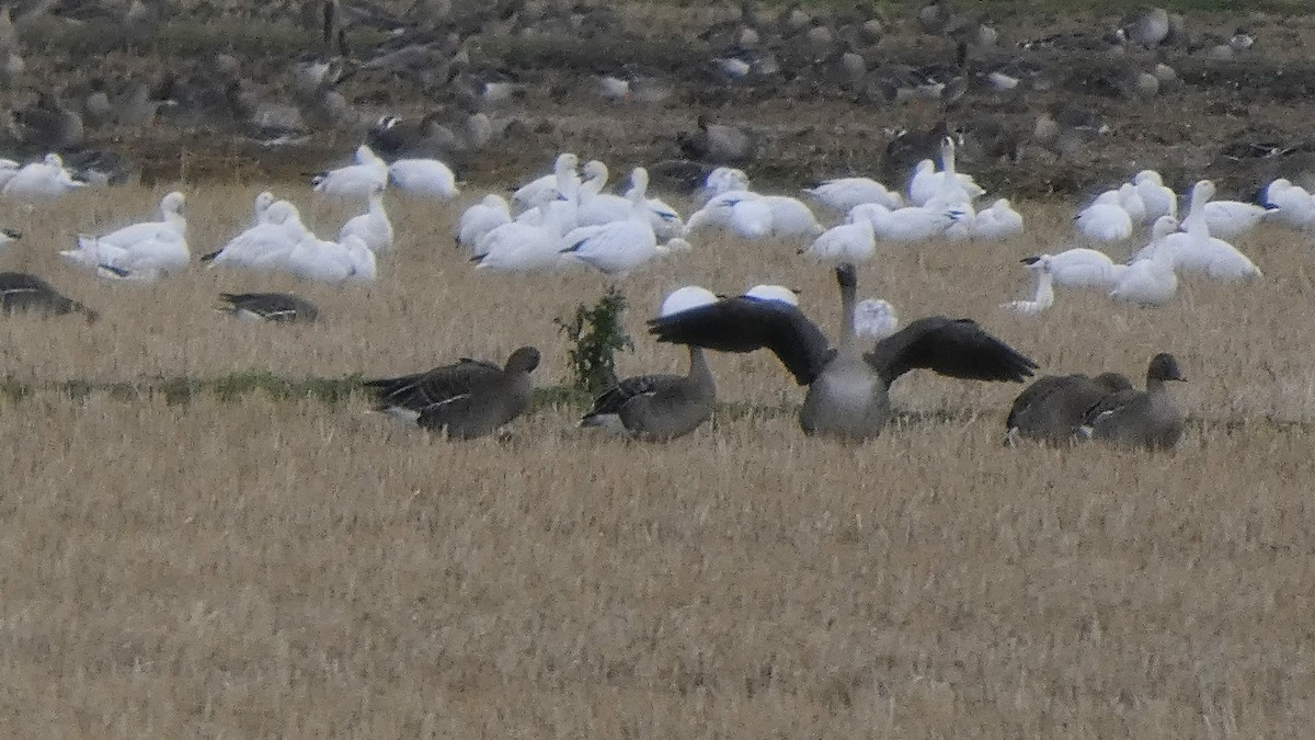 Taiga/Tundra Bean-Goose - ML646553321