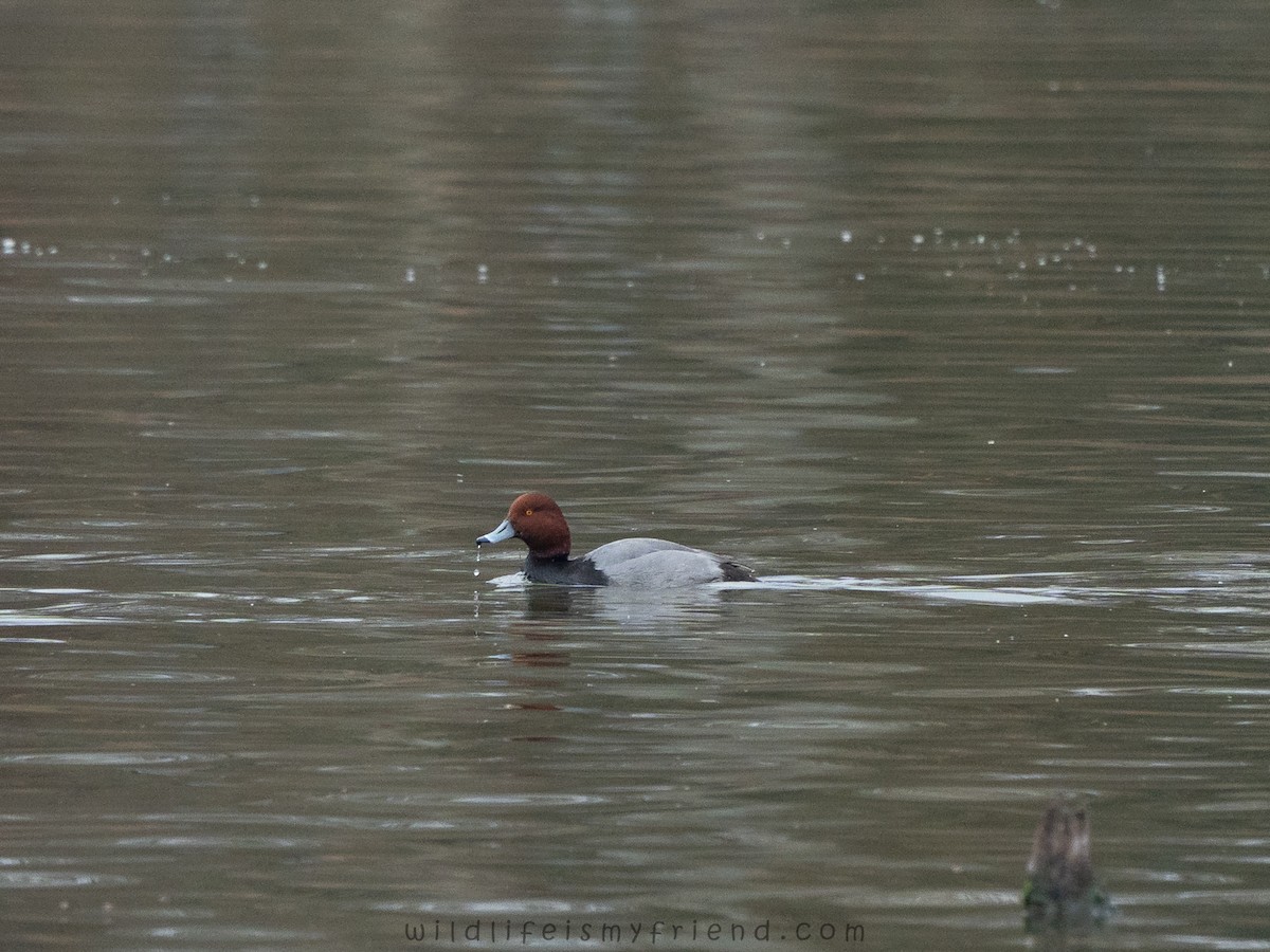 Redhead - ML646553328