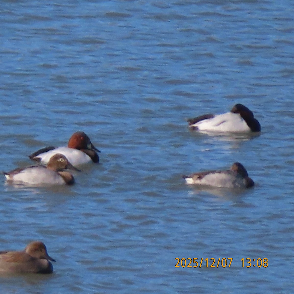 Canvasback - ML646553329