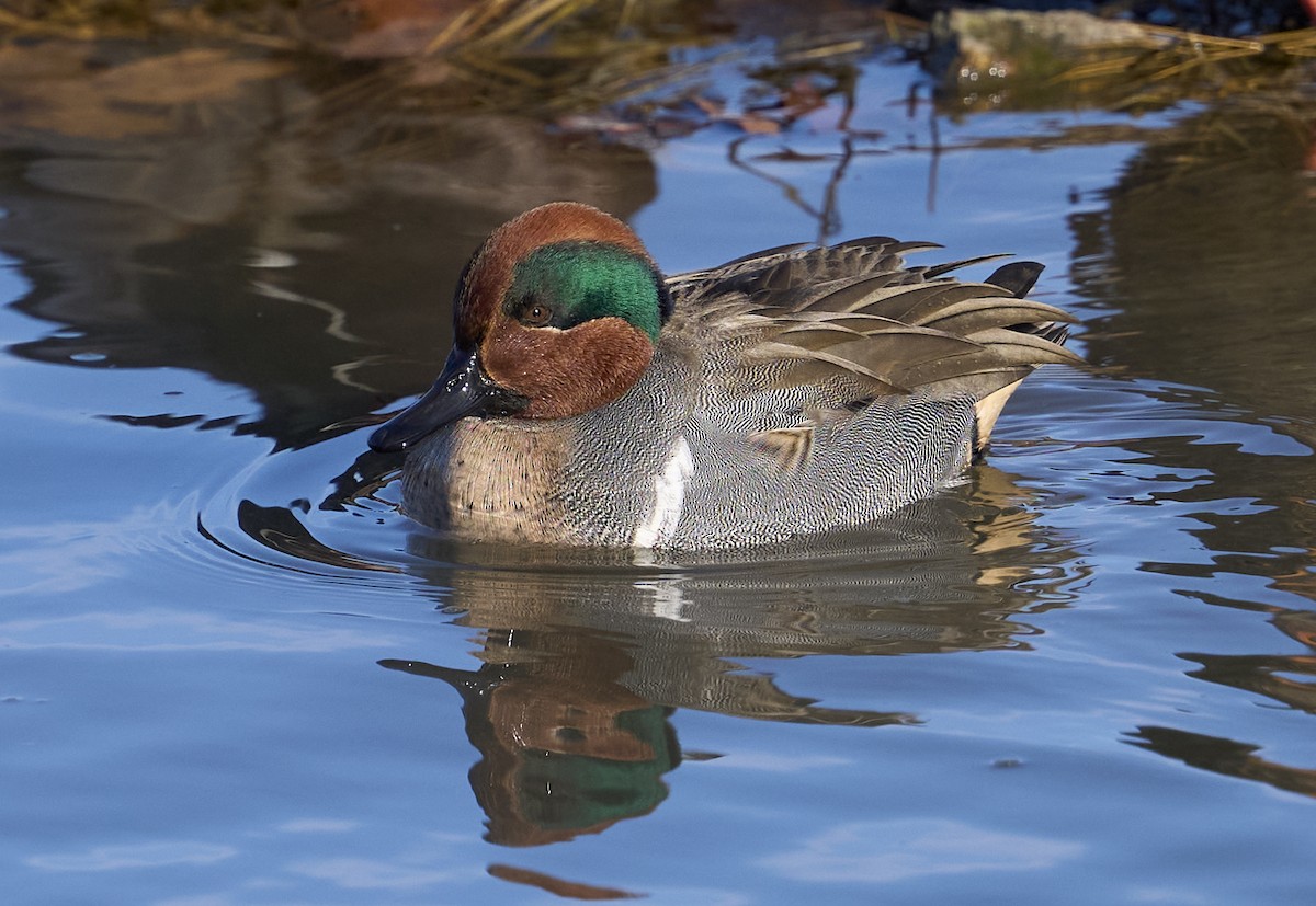 Zertzeta arrunta (amerikarra) - ML646553330