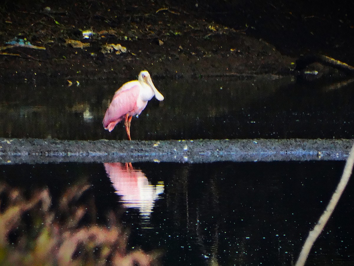 Espátula Rosada - ML646553331