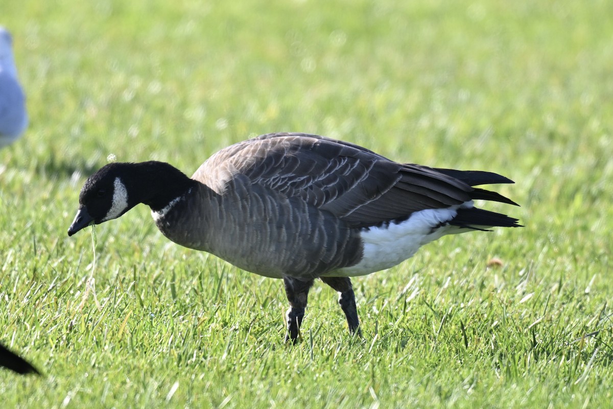 Zwergkanadagans (leucopareia) - ML646553332