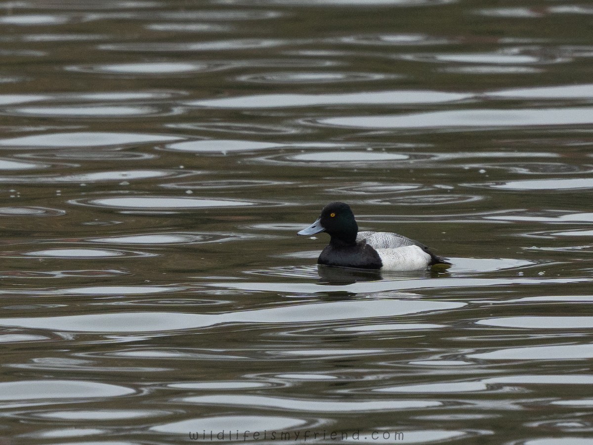 Kanadabergente - ML646553336