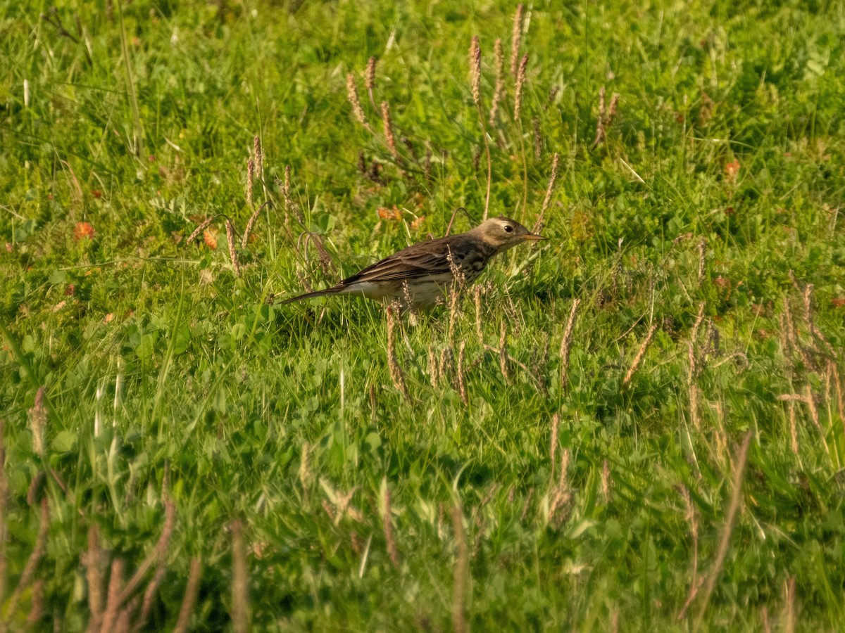 アメリカタヒバリ - ML646553338