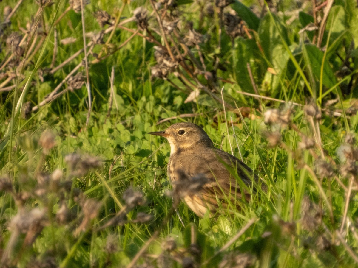 アメリカタヒバリ - ML646553339