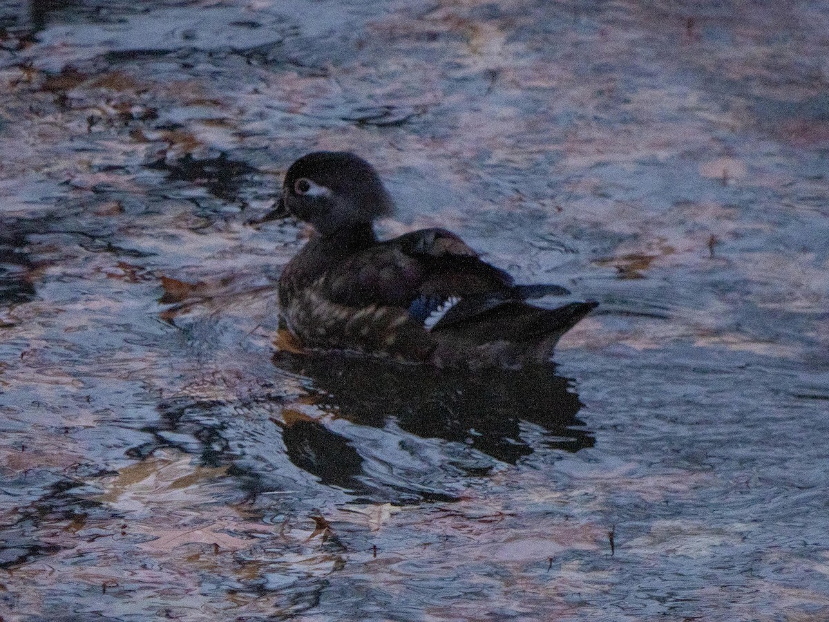 Wood Duck - ML646553340