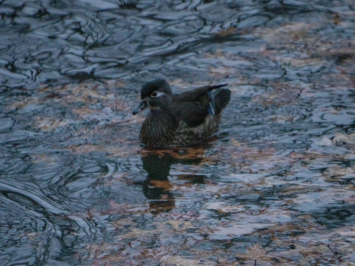 Wood Duck - ML646553341