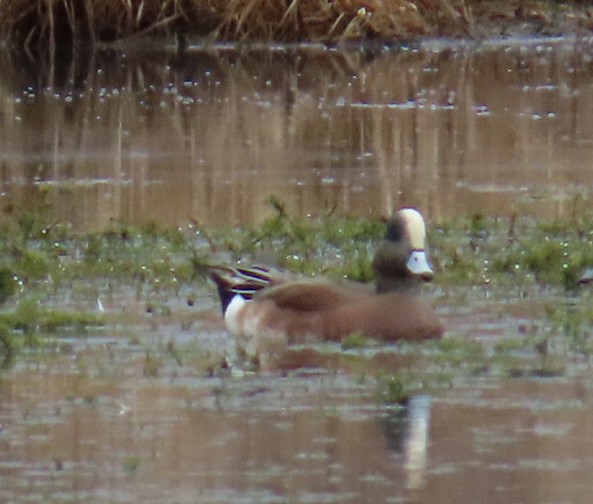 Amerika Fiyusu - ML646553342