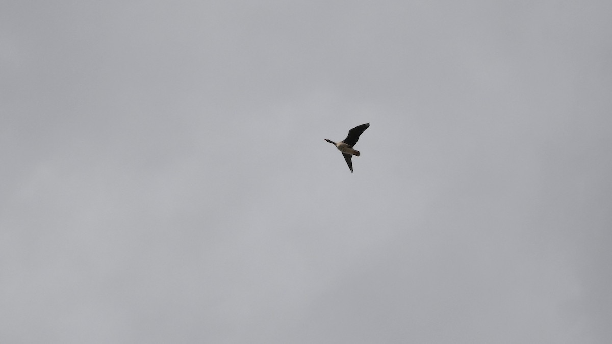 Greater White-fronted Goose - ML646553344