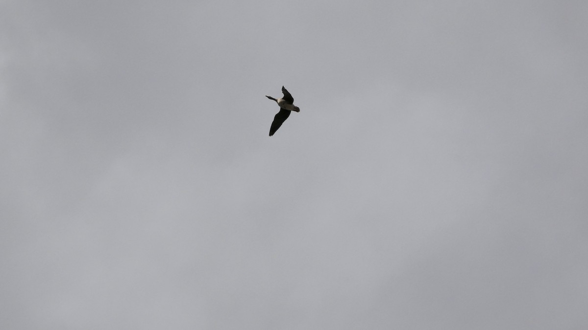 Greater White-fronted Goose - ML646553345