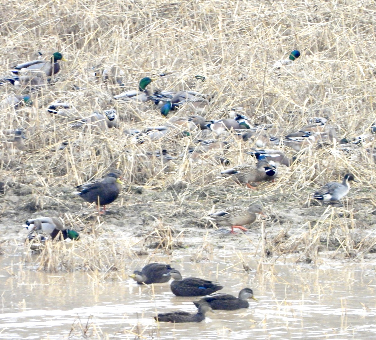 American Black Duck - ML646553346