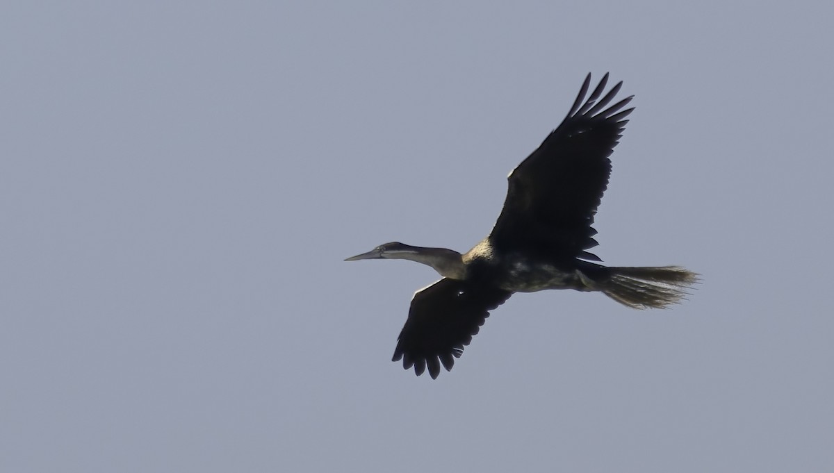 נחשון אפריקני - ML646553347