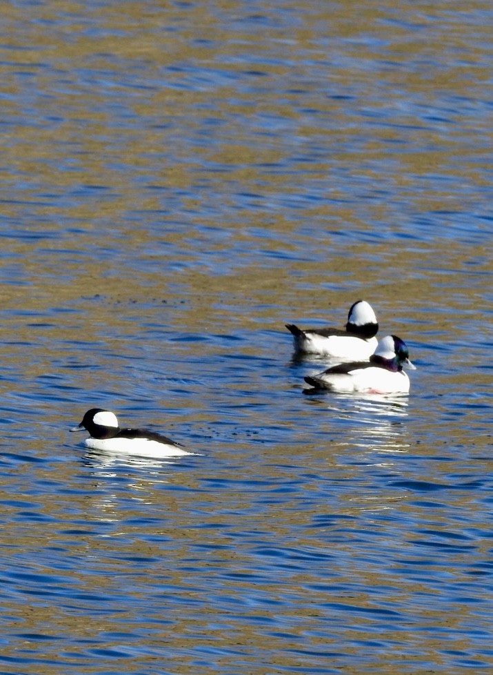 Bufflehead - ML646553349