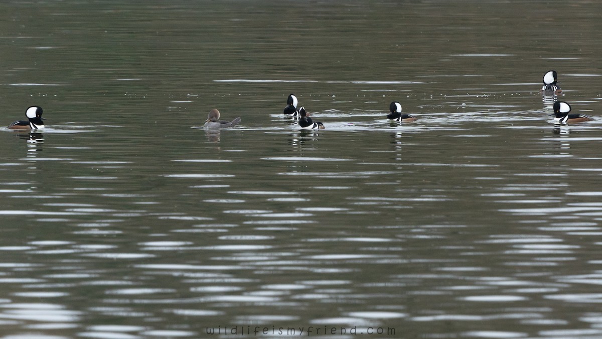 Smergo dal cappuccio - ML646553354