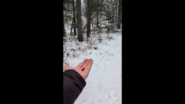 Кукша канадська [група canadensis] - ML646553355