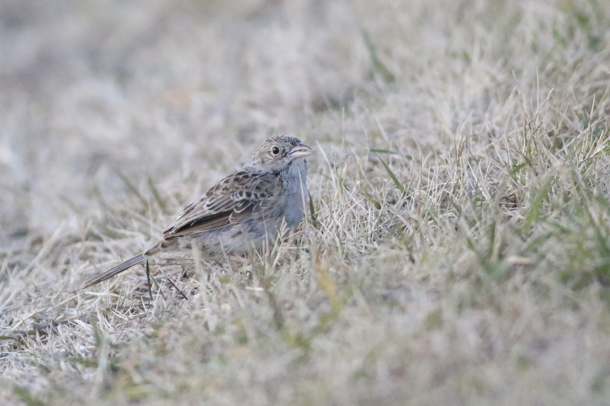 Cassin's Sparrow - ML646553358
