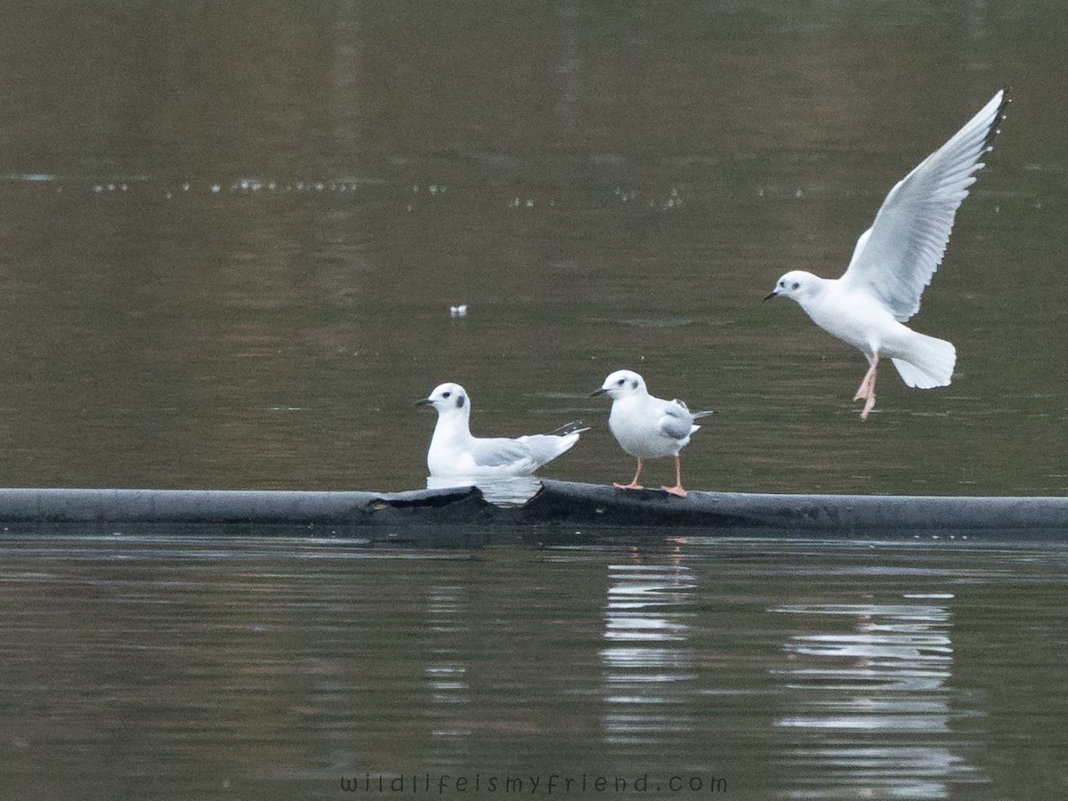 Gabbiano di Bonaparte - ML646553359