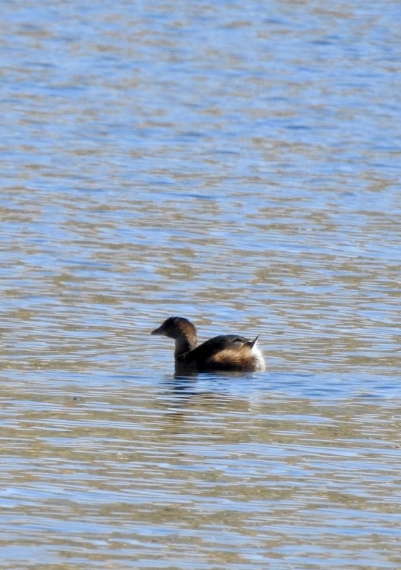 Pied-billed Grebe - ML646553360