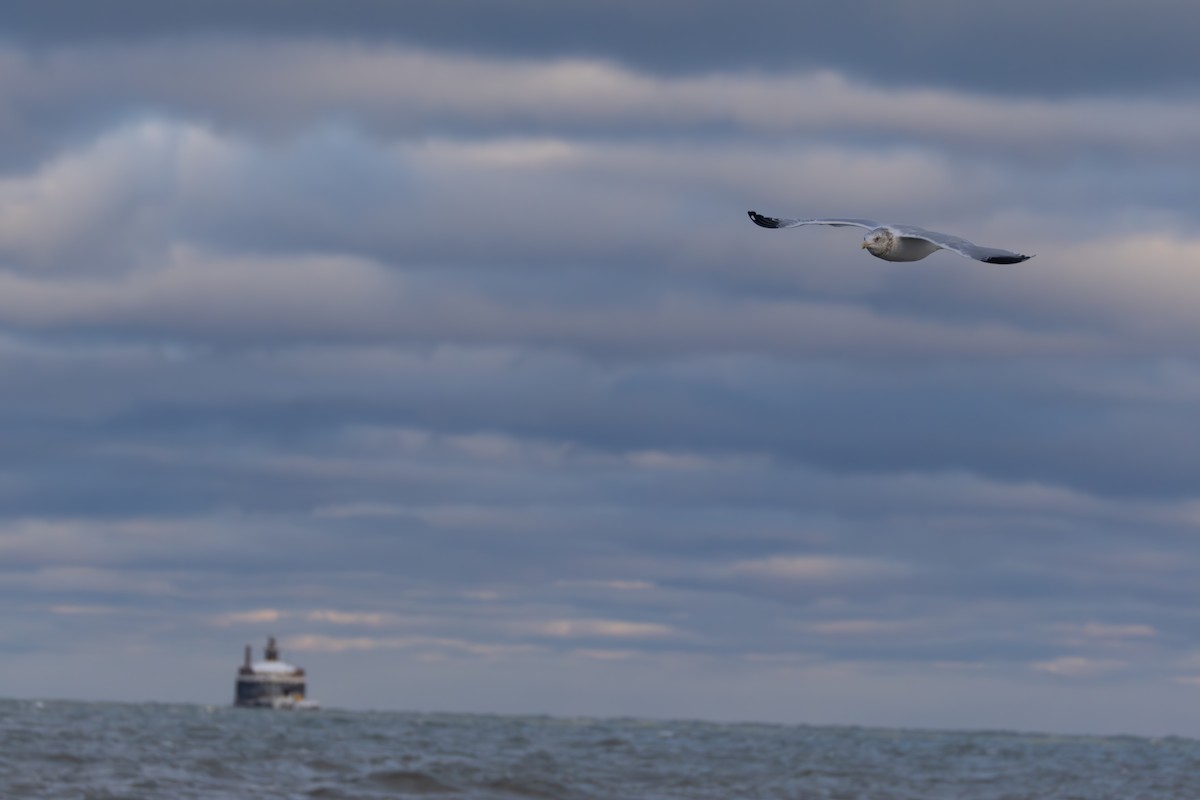 Ring-billed Gull - ML646553362