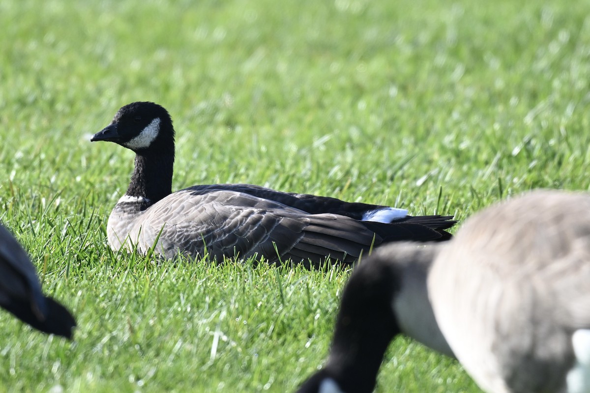 Zwergkanadagans (leucopareia) - ML646553363