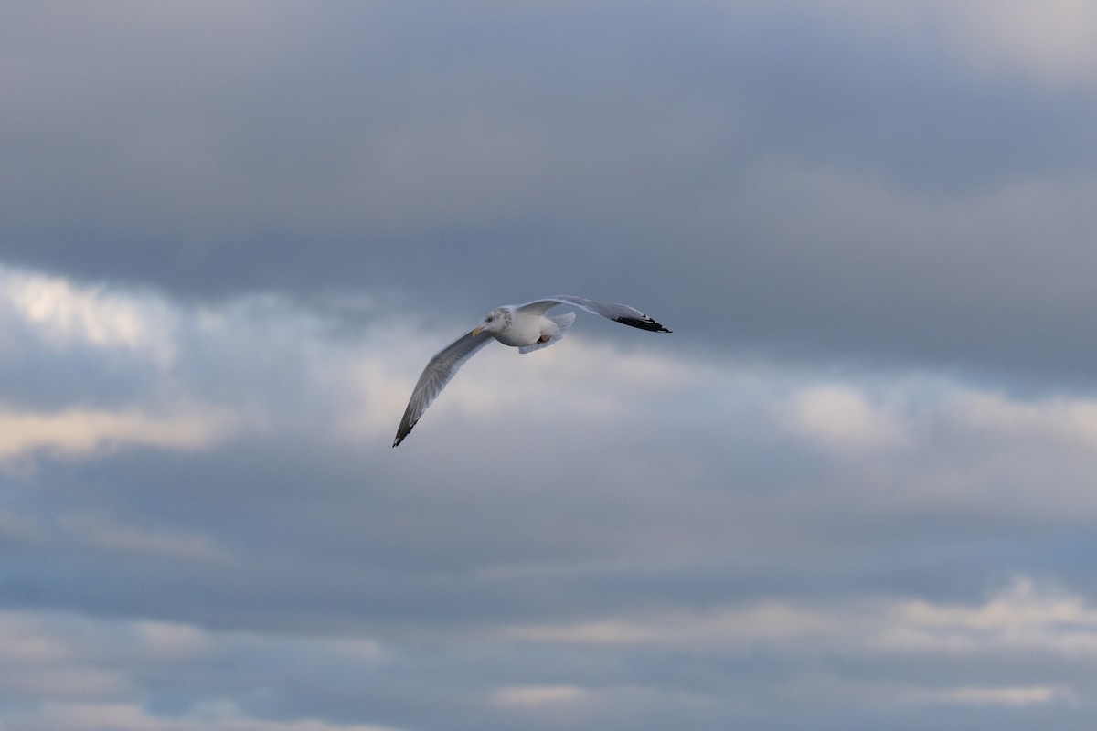 Ring-billed Gull - ML646553365