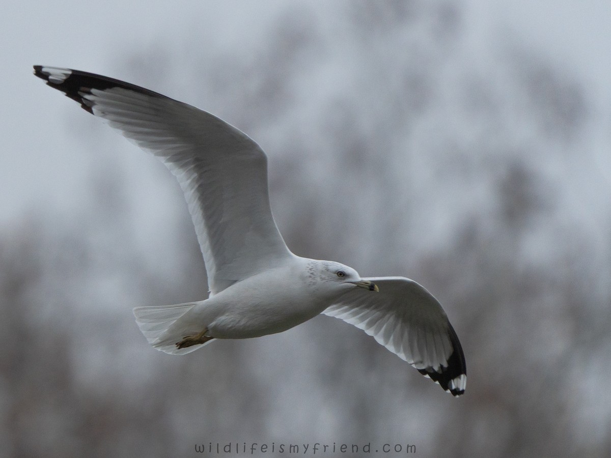 Ring-billed Gull - ML646553366