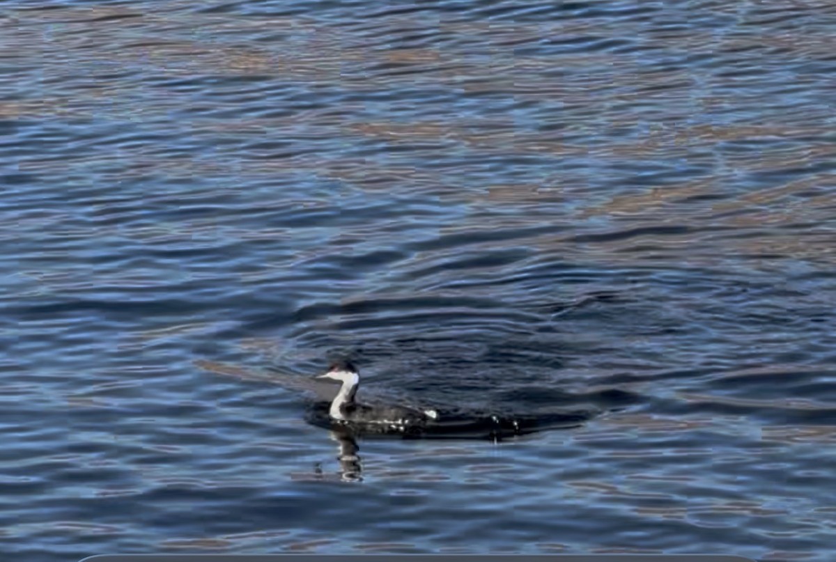 horndykker - ML646553367