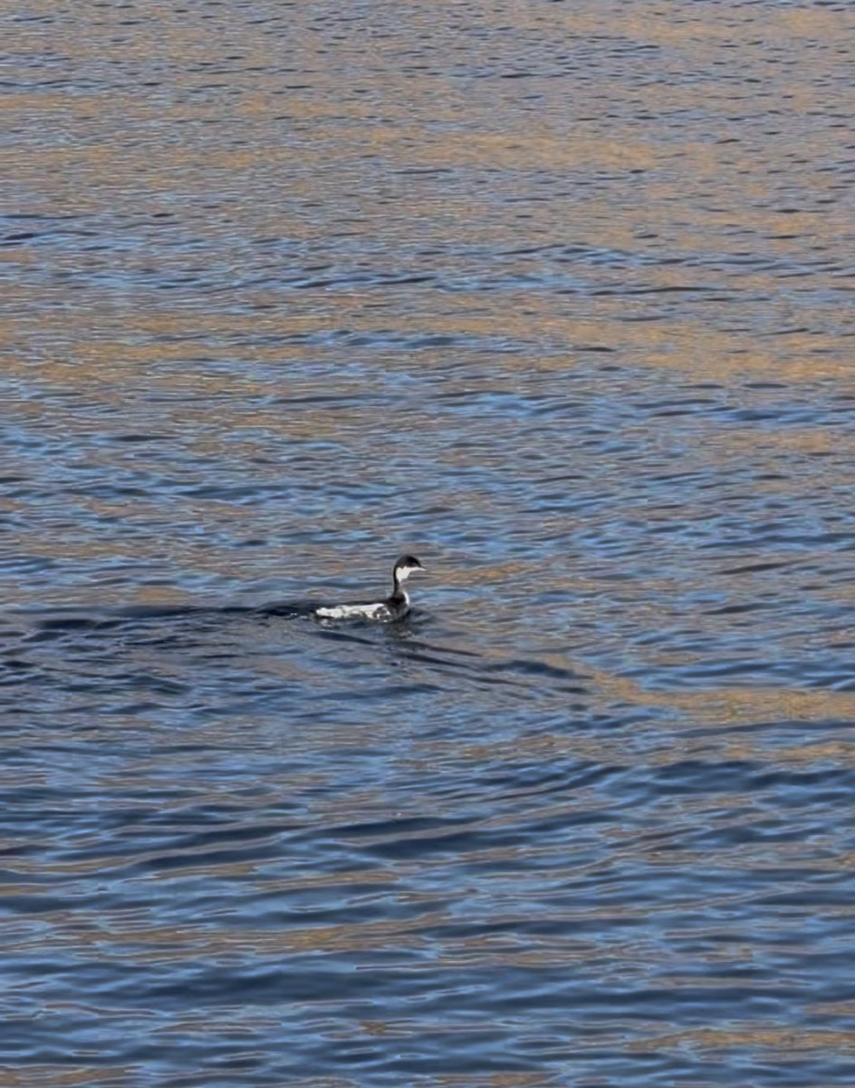 horndykker - ML646553368