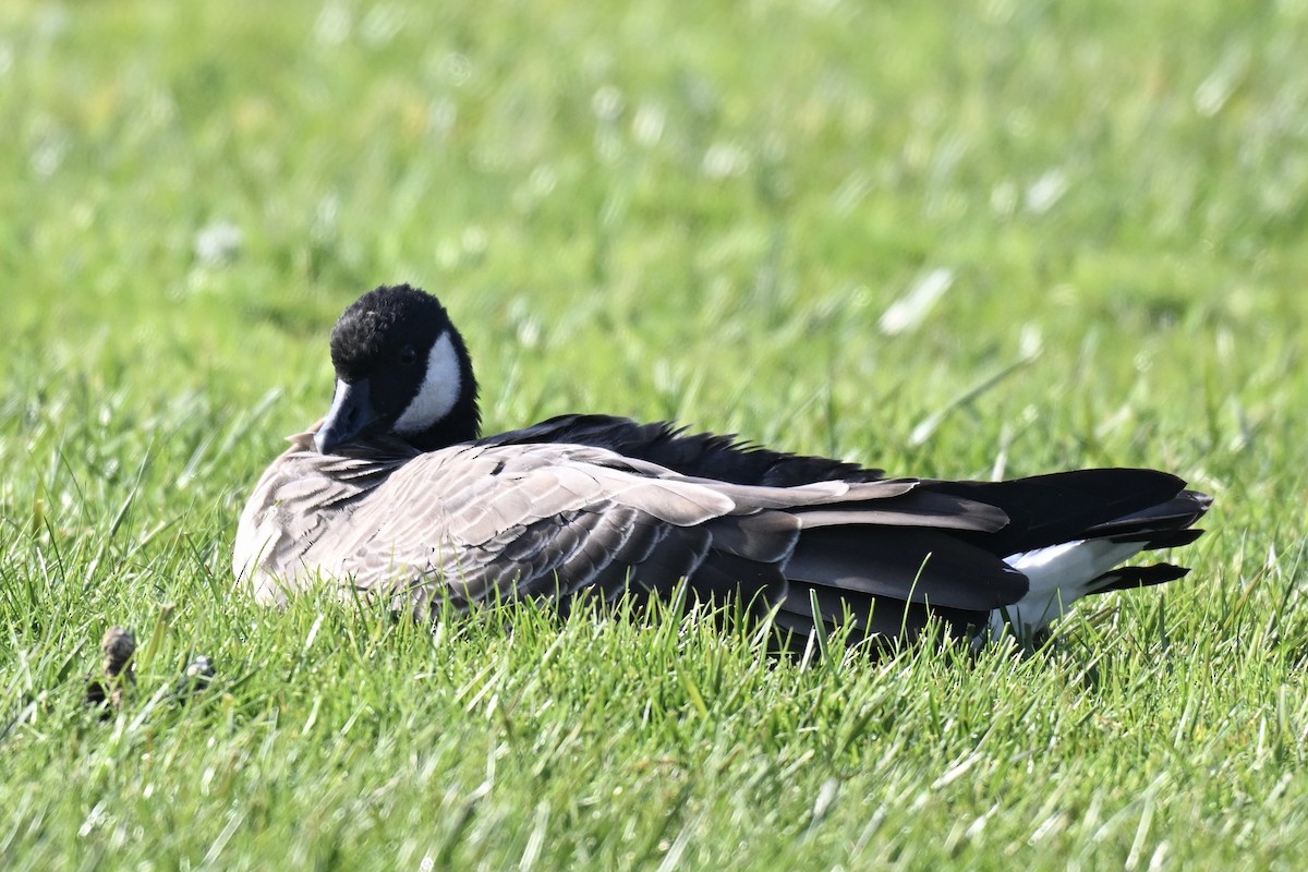 berneška malá (ssp. minima) - ML646553371