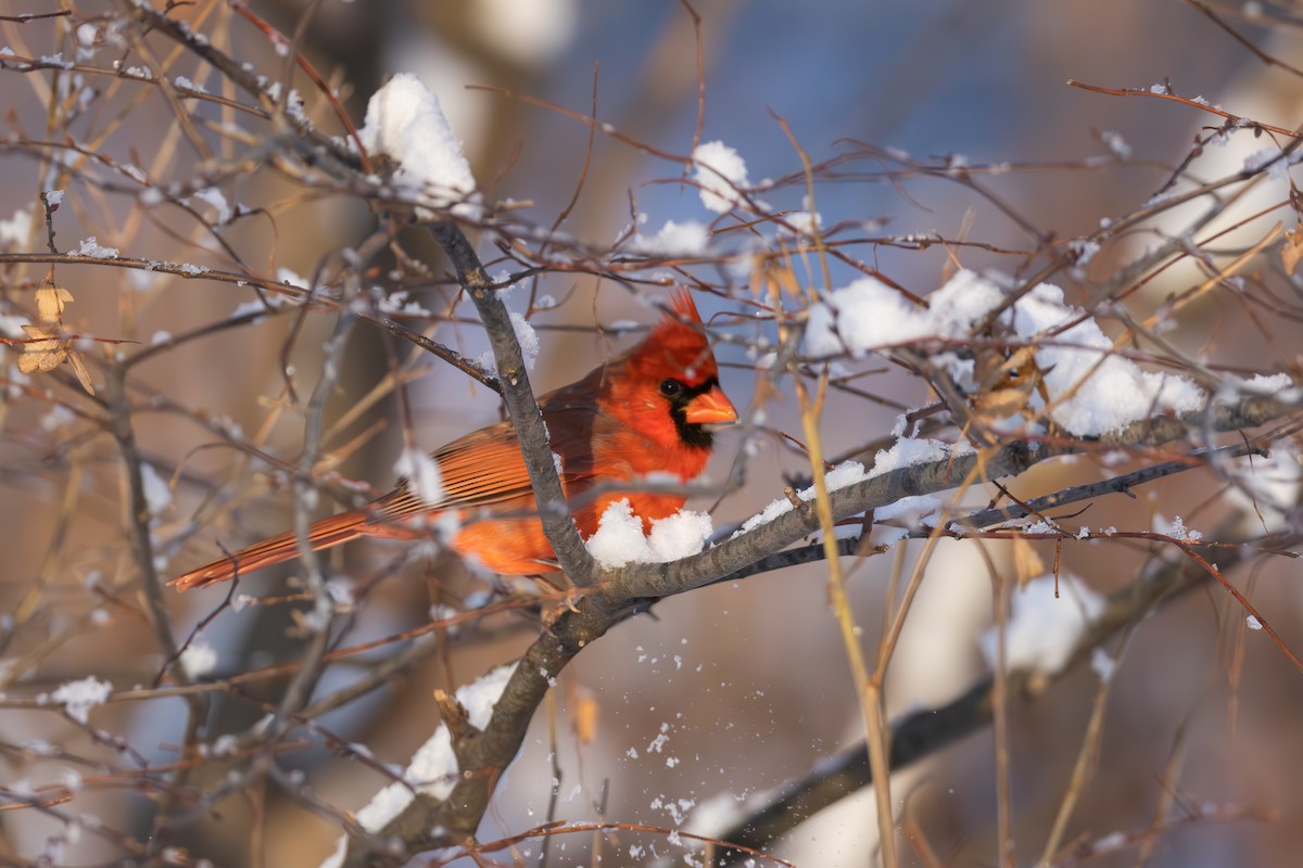 Northern Cardinal - ML646553372