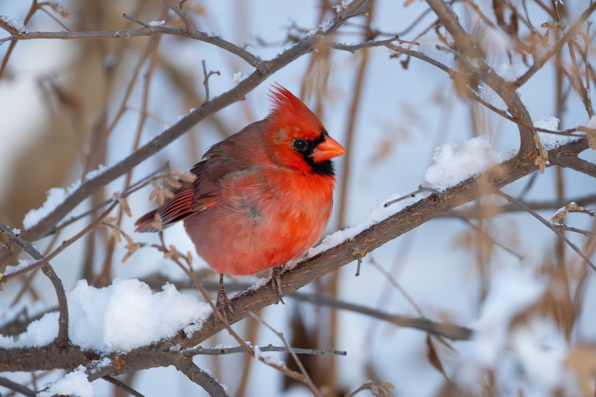 Northern Cardinal - ML646553373