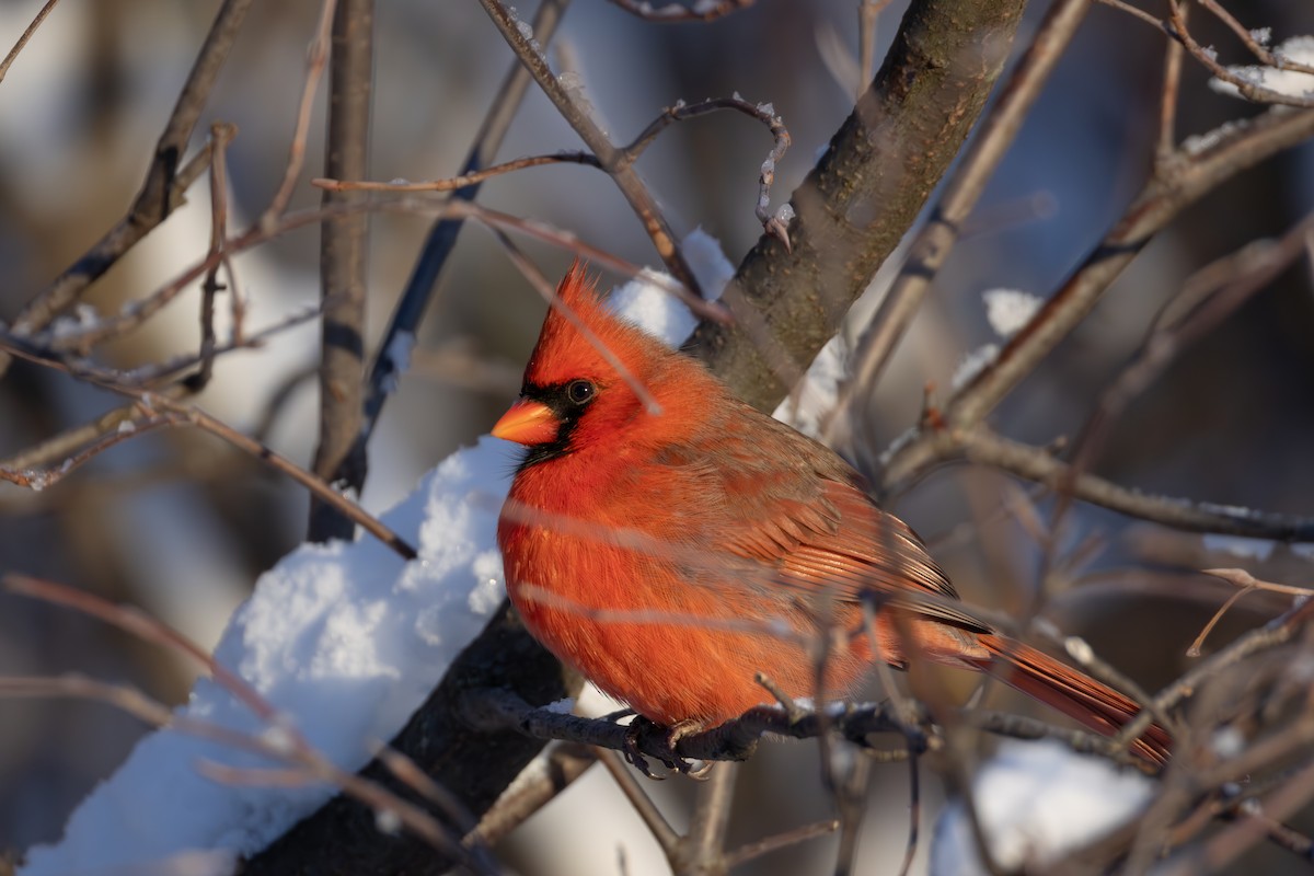 Northern Cardinal - ML646553374