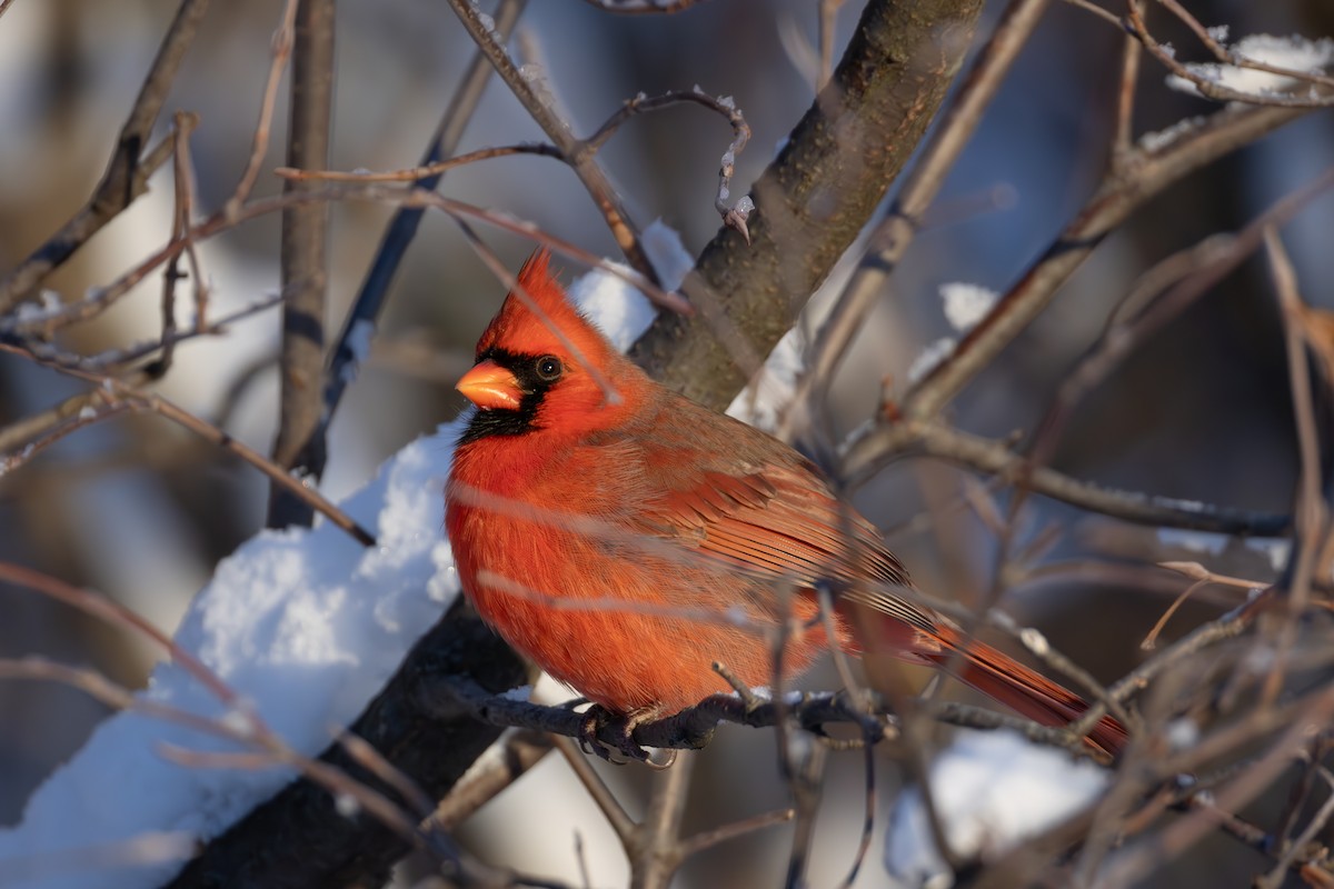Northern Cardinal - ML646553375