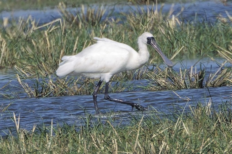 黑面琵鷺 - ML646553377