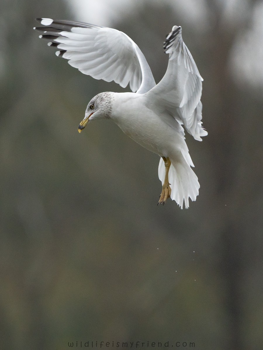 Ring-billed Gull - ML646553378