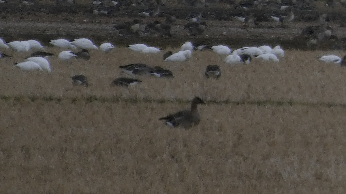 Taiga/Tundra Bean-Goose - ML646553382
