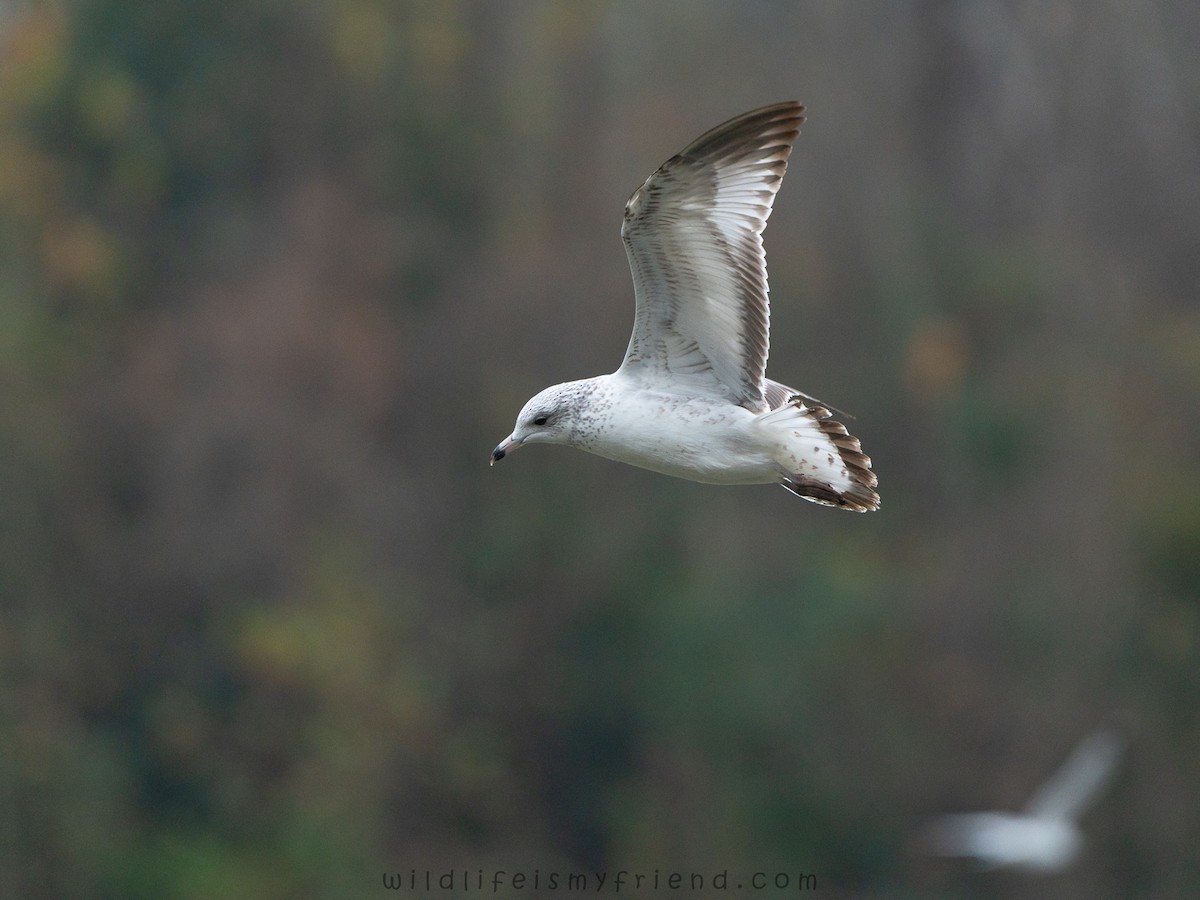 Ring-billed Gull - ML646553383