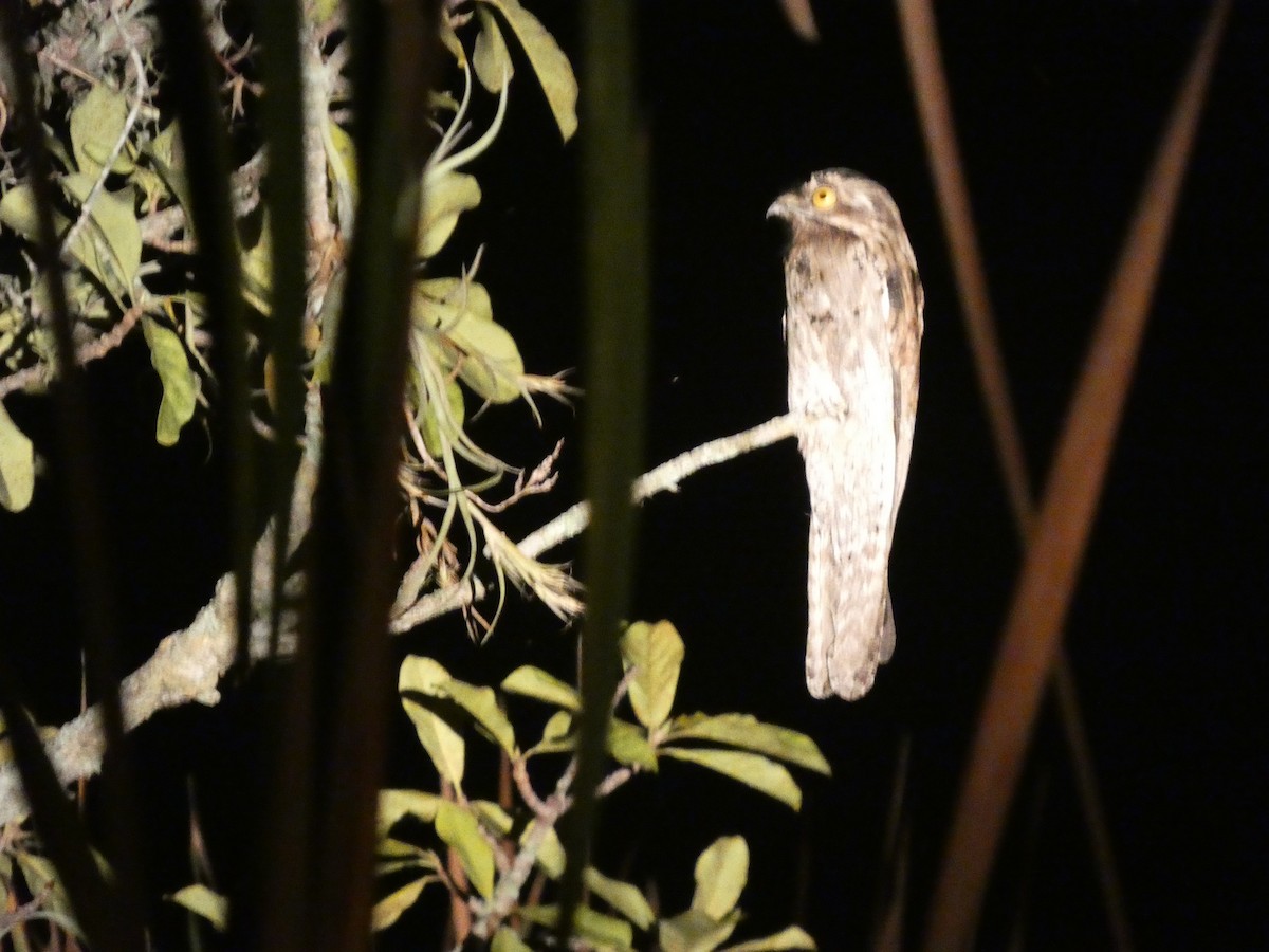 potu středoamerický - ML646553385